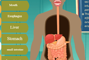 An Experience Digestive system.